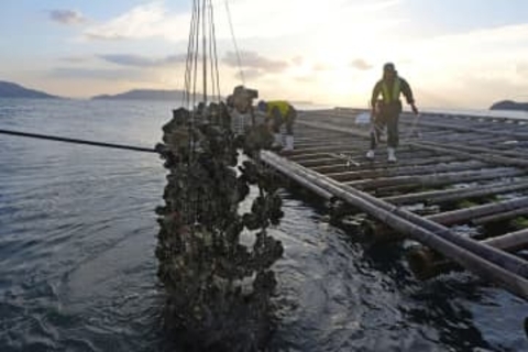 カキ養殖業者の経営支援へ　無利子融資や損害補填