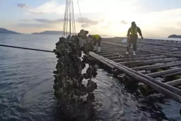 カキ養殖業者の経営支援へ　無利子融資や損害補填