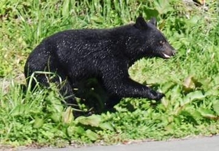 クマ出没、最多秋田は1日37件　25年度、全国で1万4千頭捕獲