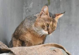 ジャングルキャット死ぬ　名古屋の東山動植物園