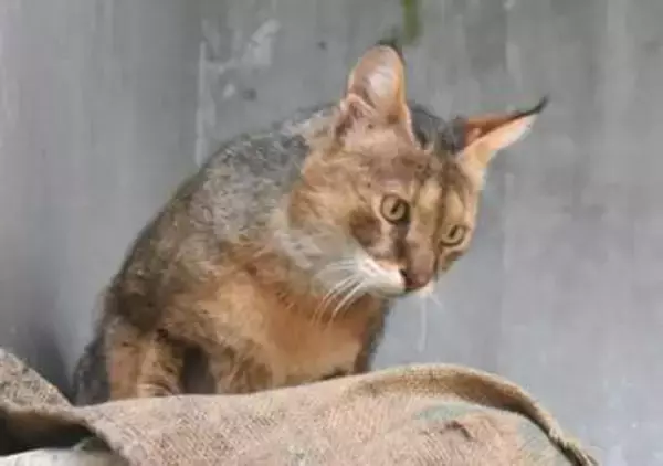 ジャングルキャット死ぬ　名古屋の東山動植物園