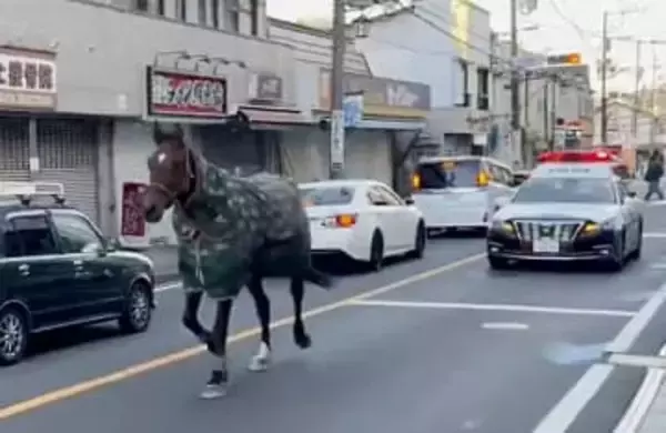 明治大馬術部の馬一時脱走、川崎　市街地走り回り自ら戻る
