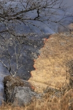 山焼き、作業の男性死亡　山口・秋吉台「体に火」