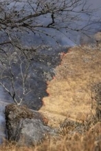 「山焼き」、点火の男性死亡　山口・秋吉台のカルスト台地