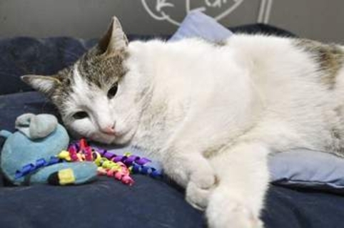 イスタンブールの野良猫、一躍アイドルに　モール入り口のベッドでごろごろ、人気に