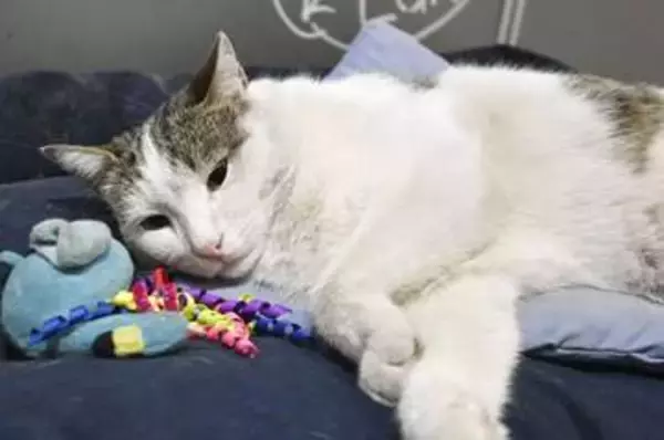 イスタンブールの野良猫、一躍アイドルに　モール入り口のベッドでごろごろ、人気に