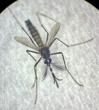 メスの蚊に引かれる仕組み発見　防除に役立つ可能性、名古屋大