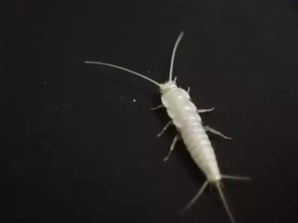 古文書食べる害虫分布が拡大　20都道府県、東文研調査