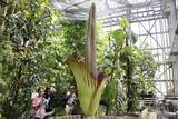 「世界最大級の花、結実後に開花　筑波の実験植物園、国内初」の画像1