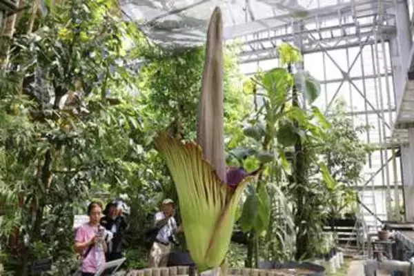 世界最大級の花、結実後に開花　筑波の実験植物園、国内初
