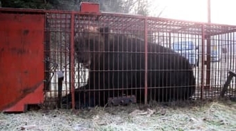 380キロ巨大ヒグマ捕獲　北海道、夏以降出没個体か