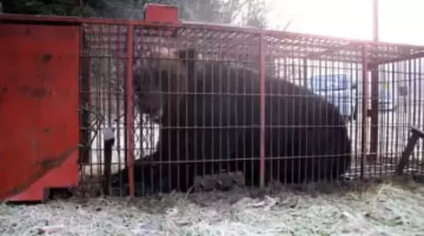 380キロ巨大ヒグマ捕獲　北海道、夏以降出没個体か