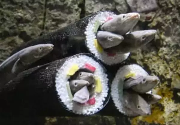 アナゴ「満員」恵方巻き　節分展示、仙台の水族館