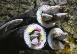 アナゴ「満員」恵方巻き　節分展示、仙台の水族館