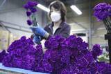 「母に届け、青いカーネーション　千葉・芝山で出荷最盛期」の画像1