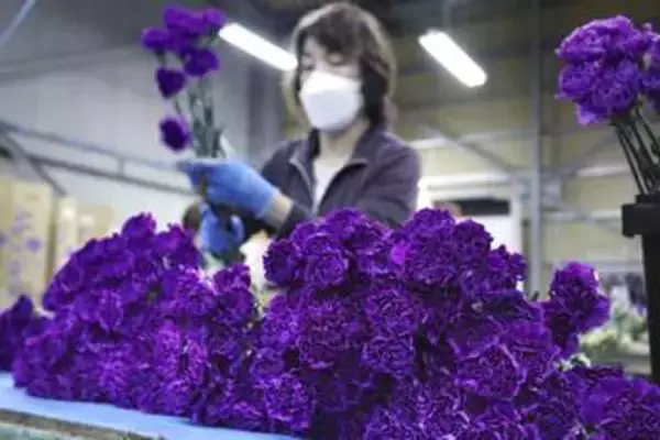 母に届け、青いカーネーション　千葉・芝山で出荷最盛期