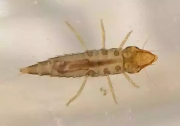 ゲンゴロウの幼虫、水面の裏歩く　世界初の発見、あおむけで