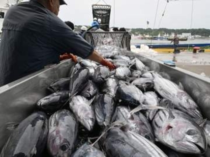 カツオ、いわきで初水揚げ　福島、初夏の味覚に活気