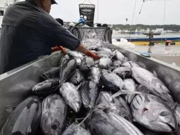 カツオ、いわきで初水揚げ　福島、初夏の味覚に活気