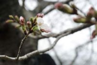 大阪でも桜開花　平年より1日早く