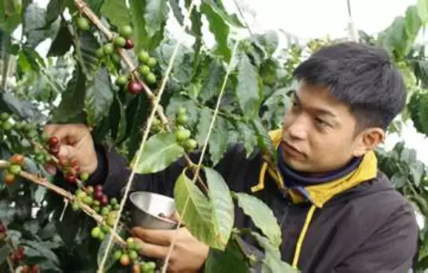 看護師兼業でコーヒー農園、「特産品に」　和歌山県日高川町で開業