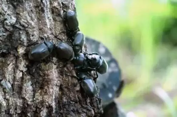 カブトムシの恋、生涯一度きり　交尾後の雌、雄を激しく“拒絶”