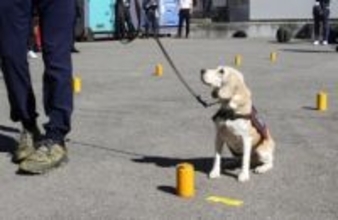 ヒアリ探知する犬育成へ　環境省、マニュアル作成