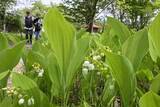 「初夏彩るスズランが開花　北海道・平取の群生地」の画像1