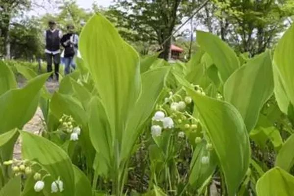 初夏彩るスズランが開花　北海道・平取の群生地