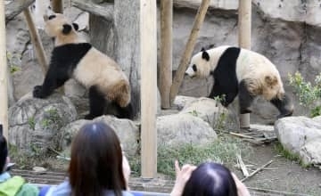 中国紙、パンダゼロで高市氏非難　「右翼勢力が交流に影」