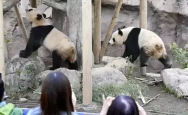 中国紙、パンダゼロで高市氏非難　「右翼勢力が交流に影」