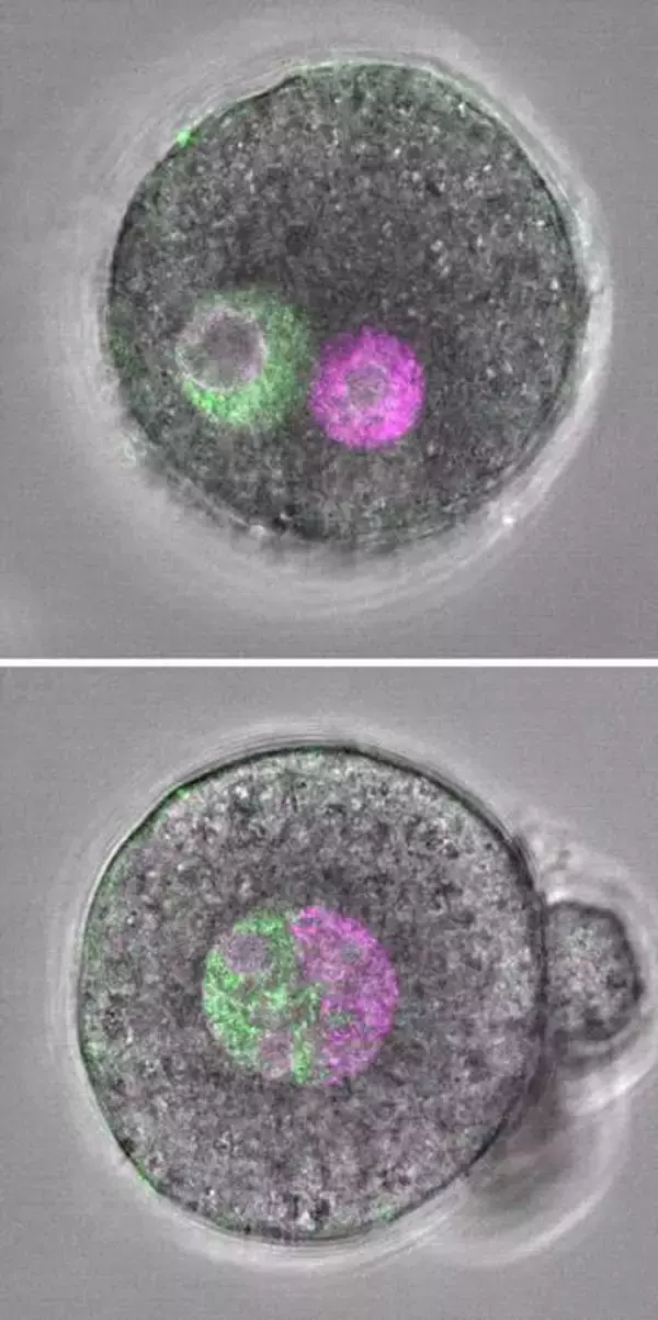 父母ゲノム「別居」で子は育つ？　受精卵正常に、理研が英誌で発表