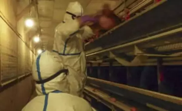 【独自】鳥インフル防疫で心身不調訴え　20県で職員相談、休職や骨折