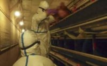 【独自】鳥インフル防疫で心身不調訴え　20県で職員相談、休職や骨折