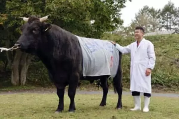 「いわて牛」ブランド力アップに期待　血統の子、検定最高峰評価の種牛登場