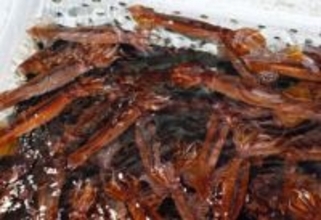 スルメイカ6道県漁獲枠増　国留保分から追加配分