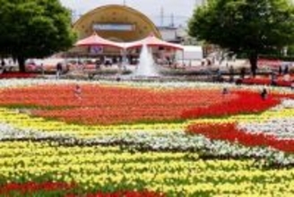 チューリップ青空下に350万本　富山・砺波でフェア、色とりどり