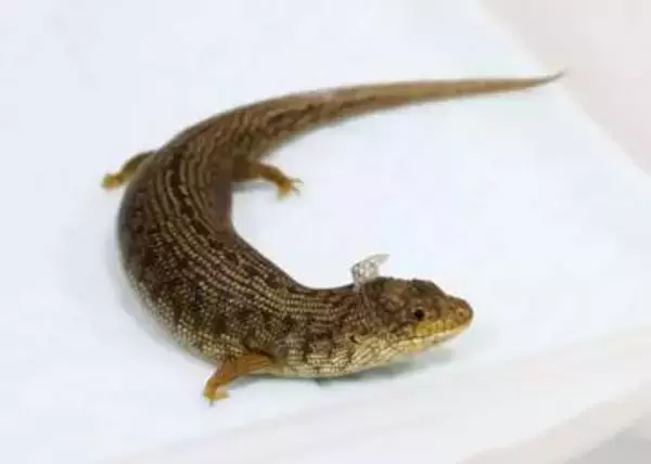 絶滅危惧種のトカゲ譲り受けか　ペットショップ経営者逮捕