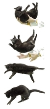 ネコひねり、なぜできる？　鍵は胸椎のねじれやすさ