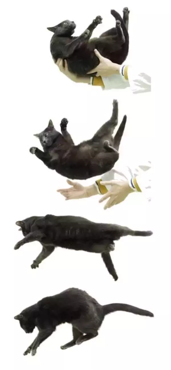ネコひねり、なぜできる？　鍵は胸椎のねじれやすさ