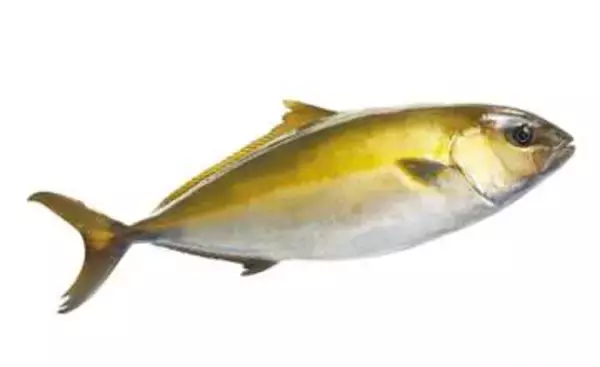 「輸入遅れで成長の稚魚も関税免除　重油不足影響、カンパチ対象拡大」の画像