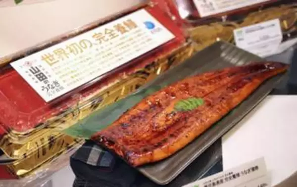 完全養殖ウナギの一般販売を開始　世界初、1匹4500円