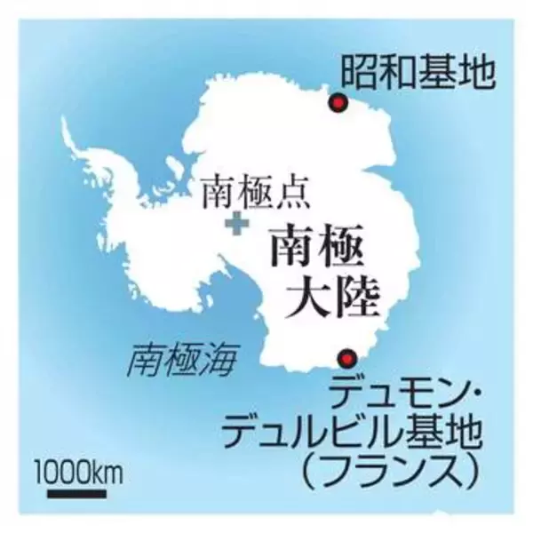 アデリーペンギン食事、鮮明映像　南極でプランクトンぱくり