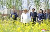 「金正恩氏、菜の花畑を視察　北西部・新義州で造成「壮観」」の画像1