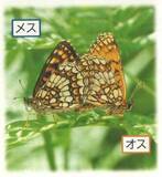 「絶滅危惧チョウを捕獲疑い　岡山県の男逮捕、長野」の画像1