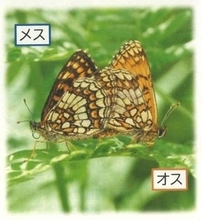 絶滅危惧チョウを捕獲疑い　岡山県の男逮捕、長野