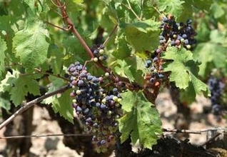熱波でブドウ生産大幅減も　仏ワイン、収穫は前倒し