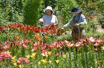 ユリ8万本、80種が見頃　鳥取・南部の花回廊