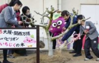 オマーンからイチジクの木　小学校に寄贈、産地羽曳野