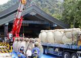 「出雲大社しめ縄8年ぶりかけ替え　長さ13メートル、重さ5トン」の画像1